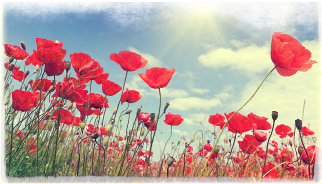 Coquelicots en fleur